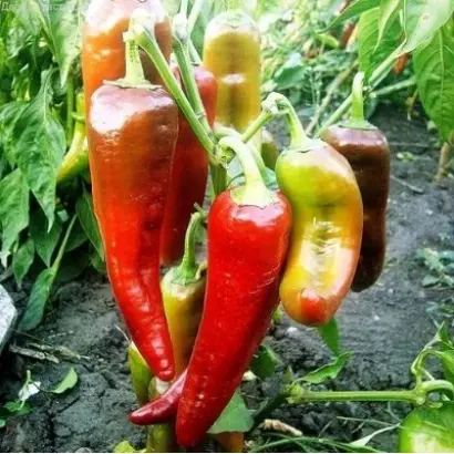 ИВАН-ДА-МАРЬЯ