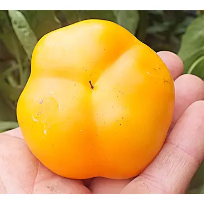 ЛАМПА АЛЛАДИНА