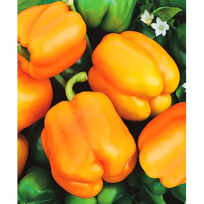 ОРАНЖЕВАЯ КРАСАВИЦА