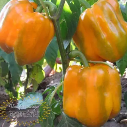 ЗОЛОТОЙ ТЕЛЕНОК