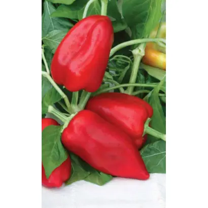 ПОБЕДИТЕЛЬ