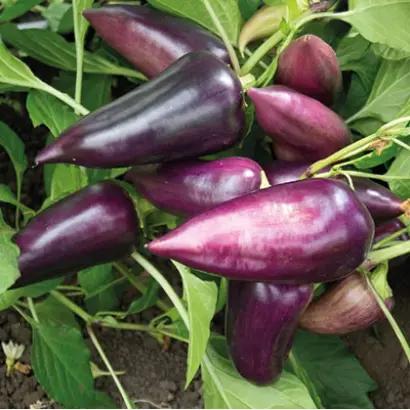 СИРЕНЕВЫЙ БЛЕСК