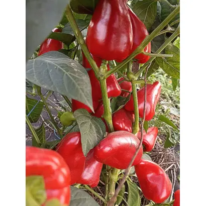 РАННЯЯ ПТАХА