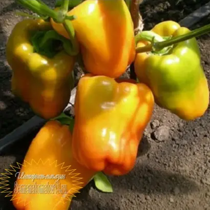 ЗЛАТОГРИВЫЙ ЛЕВ