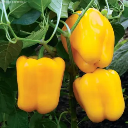 ЗОЛОТОЕ ЧУДО