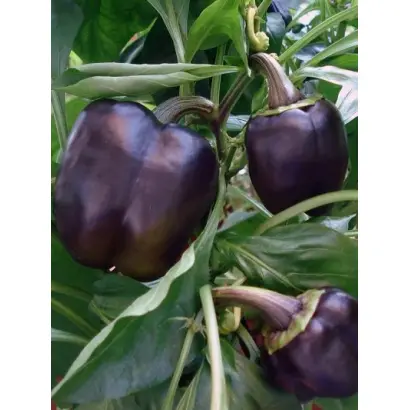 ПУРПУРНЫЙ КОЛОКОЛ