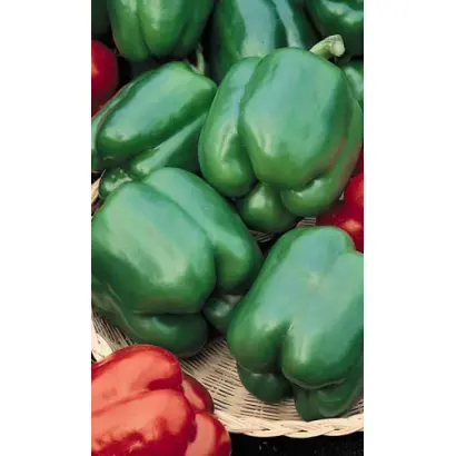 ЗЕЛЕНОЕ ЧУДО