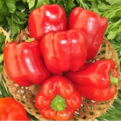 КРАСНОЕ ЧУДО