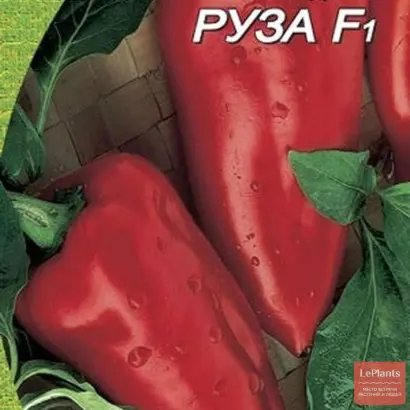 РУЗА