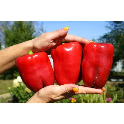 ИОЛО ВОНДЕР