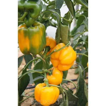 ЗОЛОТО СИБИРИ