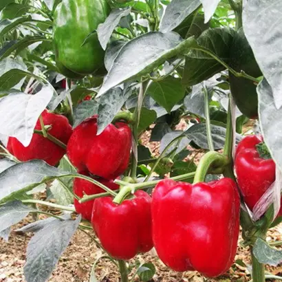 РЭД НАЙТ ЭКС 3 Р