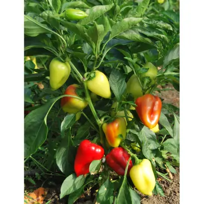 КУБАНСКИЙ КОНСЕРВНЫЙ