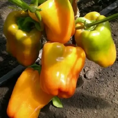 ЗОЛОТОЙ ТЕЛЕЦ