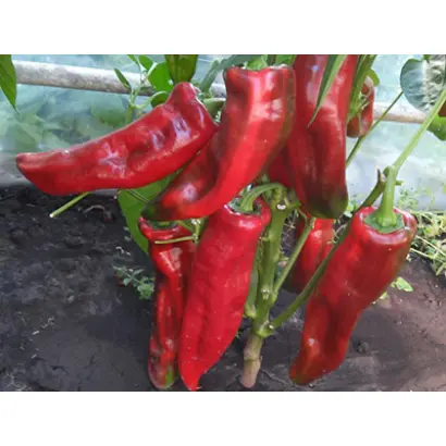 РОГ БУЙВОЛА