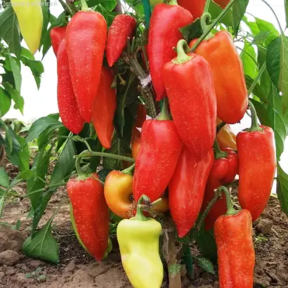 СИБИРСКИЙ КНЯЗЬ