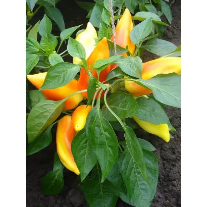 ВАЛЕНТИНКА