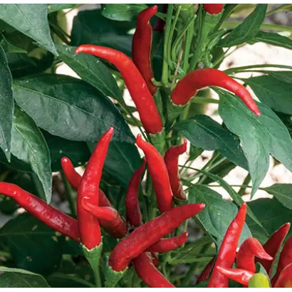 ОЧАРОВАНИЕ