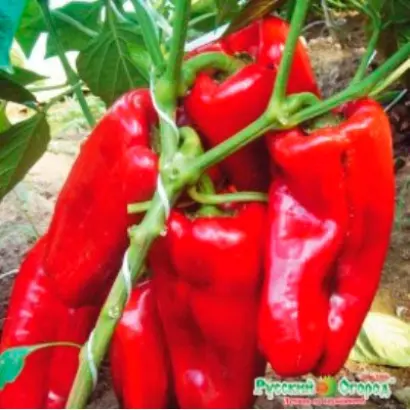 КРАСНЫЙ БЫК НК