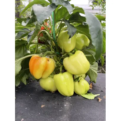 ДОБРЫНЯ НИКИТИЧ