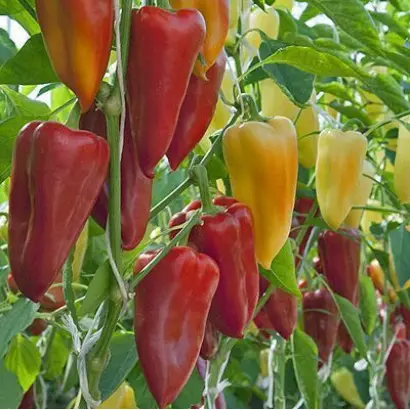 ИЛЬЯ МУРОМЕЦ