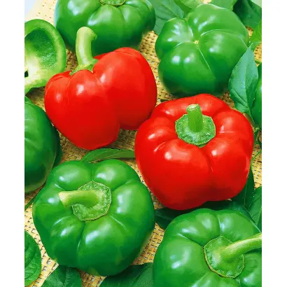 САДОВОЕ КОЛЬЦО