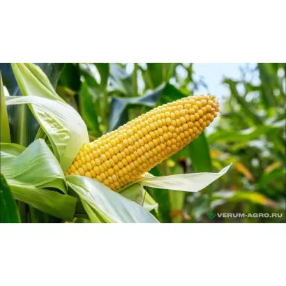 ГИПЕРБОРЕЙ