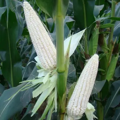 Р 07064 Х Р 08053