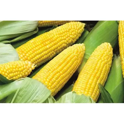 ЗОЛОТОЙ ПОЧАТОК 192 МВ