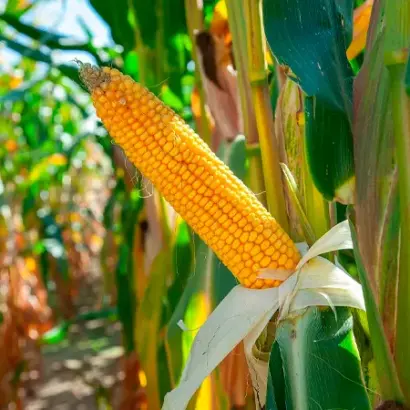 ЕГ 7127 Х ЕГ 7329