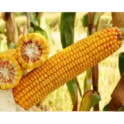 КРАСНОДАРСКИЙ 201 МВ