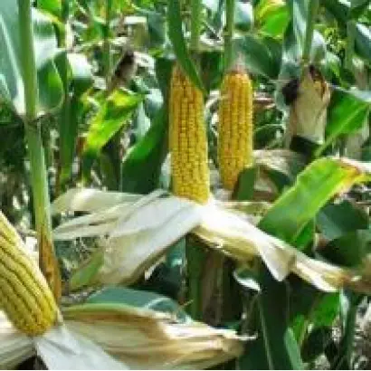 ДП 32 Ц Х ЛИМИВИ 822 ЦМ