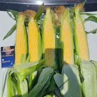 РВИ 442 Ц Х РВИ 441 ЦМ