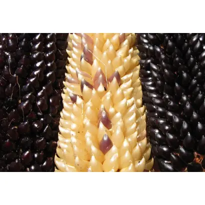 КРАСНОДАРСКИЙ ЛОПАЮЩИЙСЯ 405