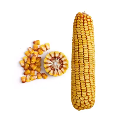 ЗОЛОТОЙ ПОЧАТОК 232 АМВ