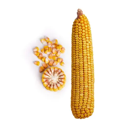 ЗОЛОТОЙ ПОЧАТОК 307 МВ