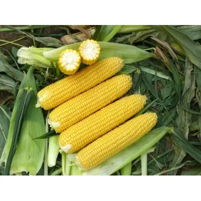 ВОРОНЕЖСКИЙ 202 МВ