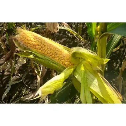 ВОРОНЕЖСКИЙ 145 МВ