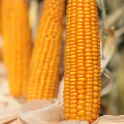 КВС КУРАСАО