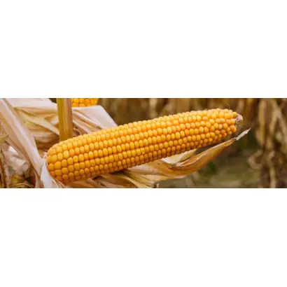 ЛМХ 3161 Х ЛФХ 1940