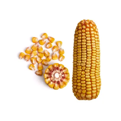 ЗОЛОТОЙ ПОЧАТОК 131 МВ