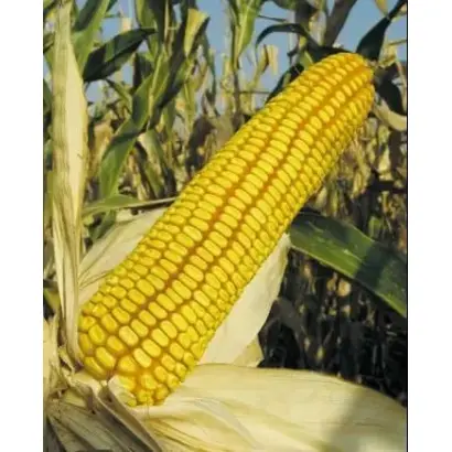 РВО 317 Х ЛИМИВКЮ 956