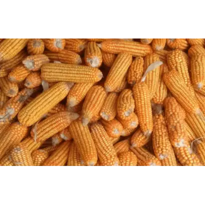 РВИ 590 Х РВИ 589