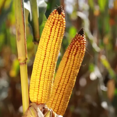 КВС ТИМАТЕО