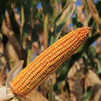 КВС ФУТТЕРИНО