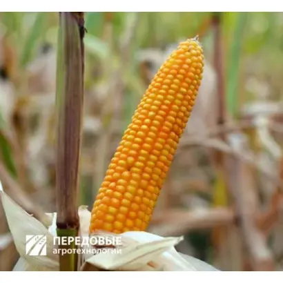 СИ АБЕЛАРДО