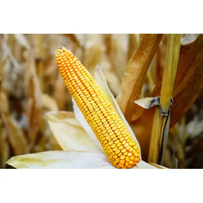 РЖТ НОЕМИКС