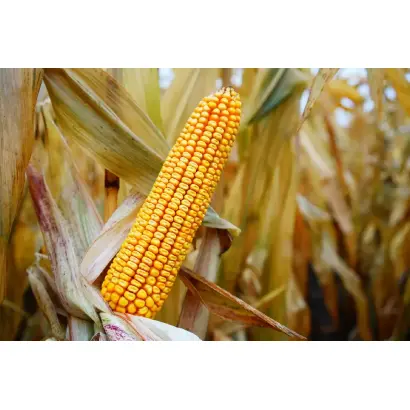 РЖТ ИНЕДИКС