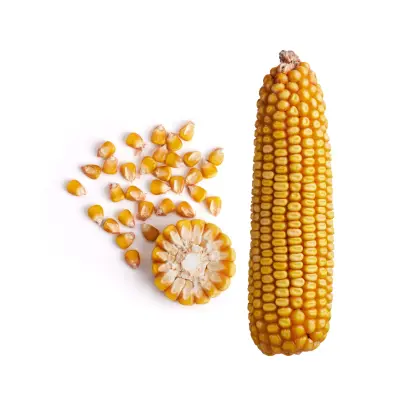 ЗОЛОТОЙ ПОЧАТОК 143 МВ