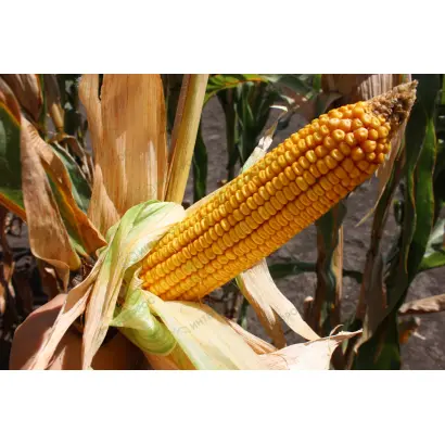 ЛАДОЖСКИЙ 397 МВ